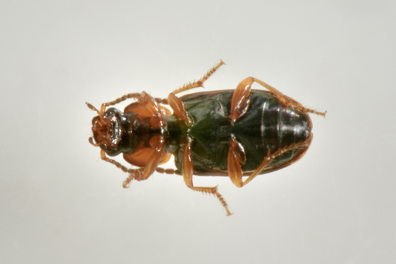 Carabidae: Acupalpus sp.?  S !  Acupalpus cfr. flavicollis